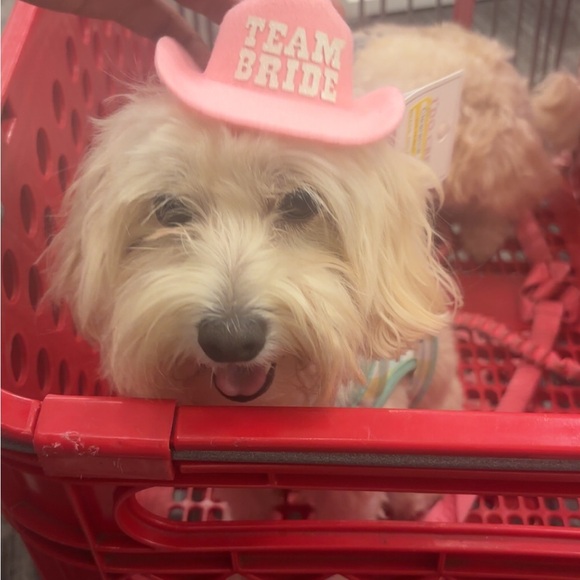 Meet your Posher, Susie - Picture 2 of 4